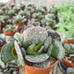 Calico Hearts - Live Starter Plants in 2 Inch Pots - Adromischus Maculatus - Drought Tolerant Indoor Outdoor Cacti Succulent Houseplant
