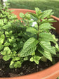 Mojito Mint Plant - Live Plant in a 4 inch Pot - Mentha x Villosa - Indoor Outdoor Edible Herbs for Kitchen Garden
