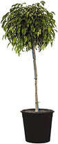 Ficus Benjamina Weeping Fig Standard - Live Plant in a 10 Inch Pot - Ficus Benjamina - Beautiful Ornamental Interior Tree