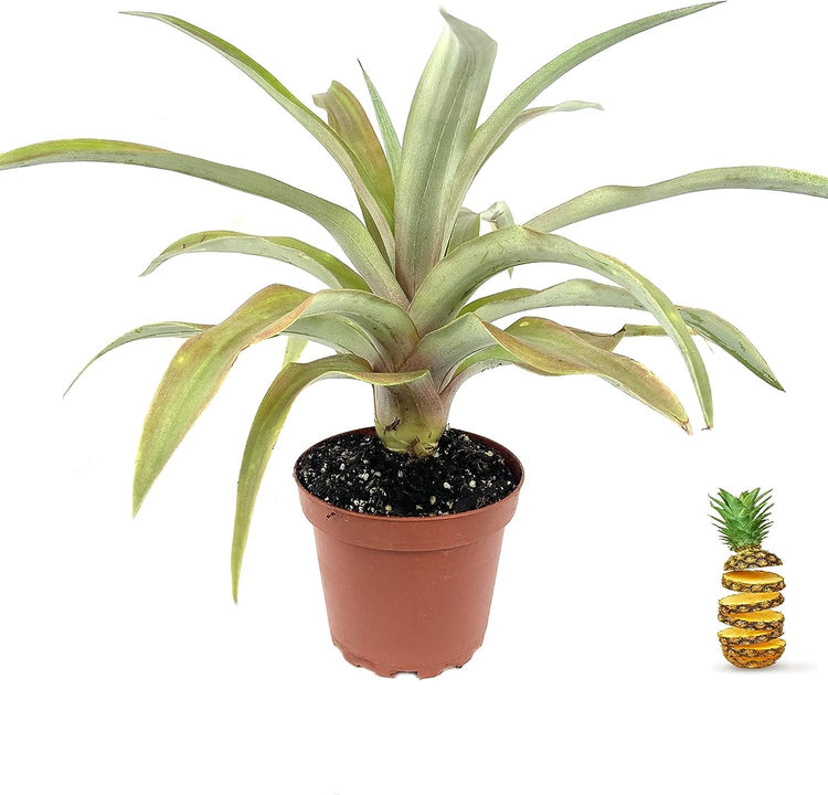 pineapple plant ananas comosus Pineapple Plant - Live Plants in 4 Inch Grower's Pots - Ananas Comosus