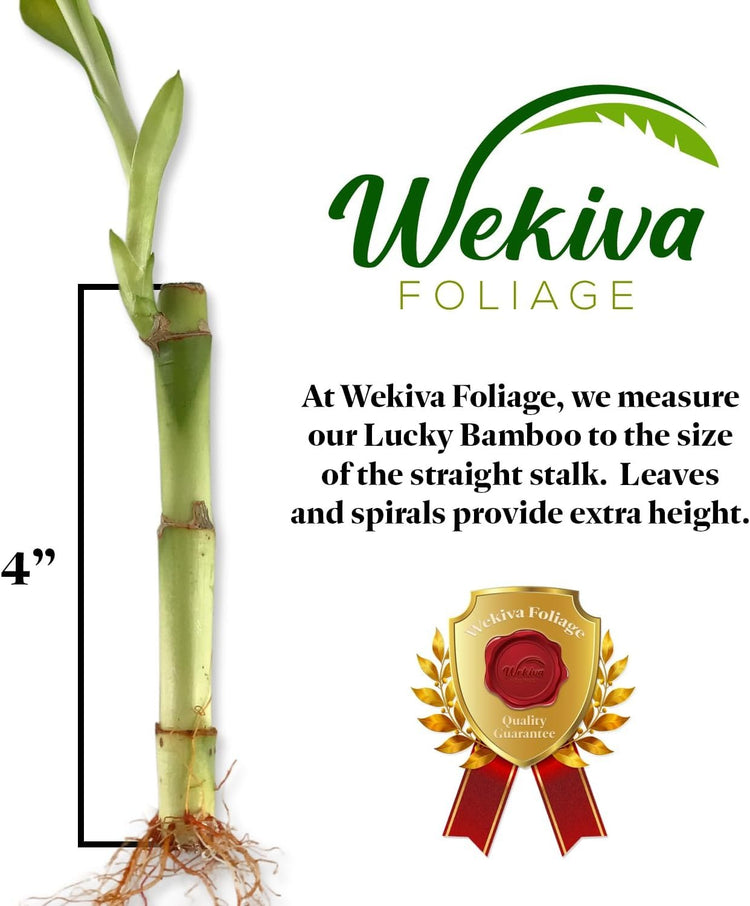 lucky bamboo plant roots Lucky Indoor Bamboo - Live Plant - Ships Bare Root