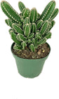 Artisan Grown Cactus Collection – 5 Live Cacti Plants in 4 Inch Pots – Growers Choice - Hand-Picked for Beauty – Perfect Plant Assortment for Indoors or Outdoors