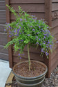 Sapphire Showers Duranta - Live Plant in a 10 Inch Pot - Duranta Erecta "Sapphire Showers" - Beautiful Flowering Butterfly Attracting Patio Plant