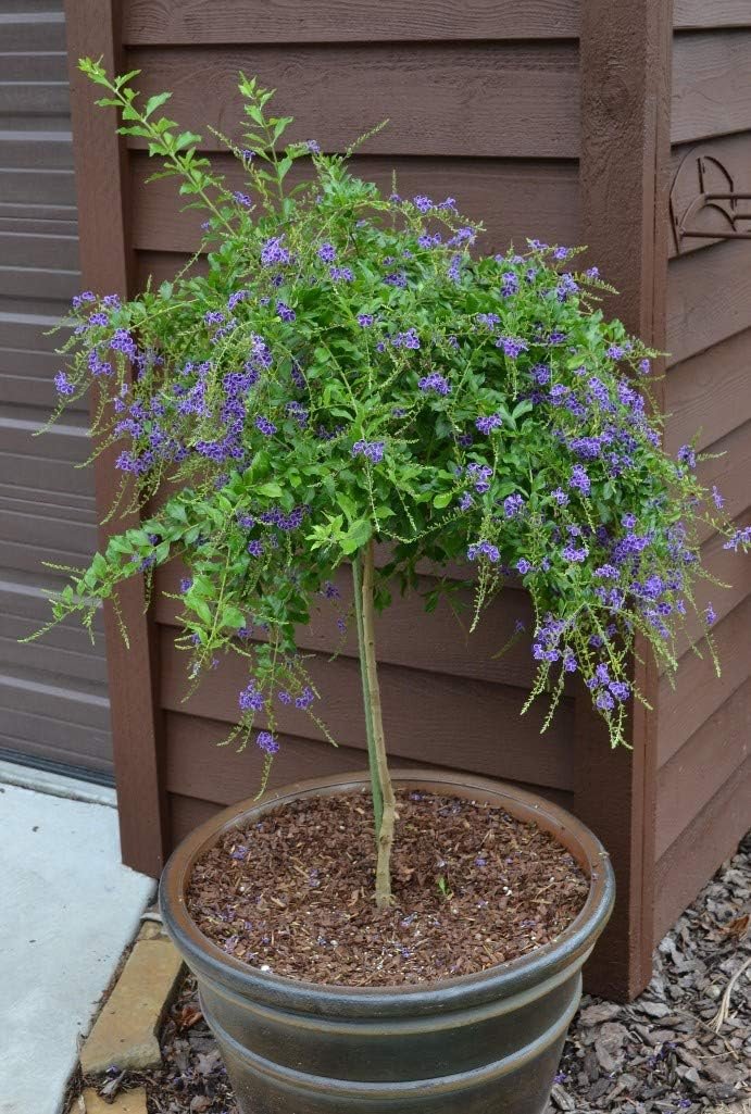 duranta plant in pot Sapphire Showers Duranta - Live Plant in a 10 Inch Pot