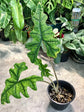 Alocasia - 4 Live Starter Plants in 2 Inch Pots - Alocasia - Florist Quality Air Purifying Indoor Plant - Nature&