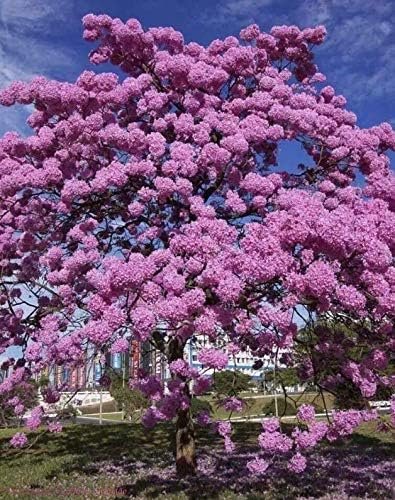 lavender trumpet tree Purple Tabebuia Trumpet Tree - Live Plant in a 4 Inch Pot - Tabebuia Impetiginosa