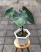 Colocasia Elephant Ear Plant - 4 Live Starter Plants - Colocasia Esculenta - Beautiful Large Leaf Foliage Starter Multipack