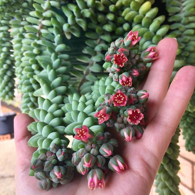 donkey tail succulent flower Burro's Tail - Live Starter Plants in 2 Inch Pots