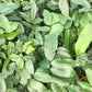 Lucky Bean Plant - Live Plant in a 4 Inch Pot - Castanospermum Australe - Beautiful Ornamental Bonsai Interior Tree - A Natural Charm for Abundance and Prosperity in Your Home