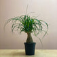 Ponytail Palm - Live Plant in a 4 Inch Growers Pot - Beaucarnea Recurvata - Beautiful Clean Air Indoor Succulent Houseplant