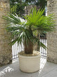 Old Man Palm - Live Plants in 4 Inch Pots - Coccothrinax Crinita - Extremely Rare and Unusual Ornamental Palms of Florida
