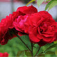 Don Juan Rose Bush - Live Starter Plant in a 4 Inch Pot - Beautifully Fragrant Heirloom Rose from Florida - A Versatile Beauty with a Rich Fragrance
