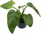 Philodendron - Live Starter Plant - Rare and Elegant Indoor Houseplant