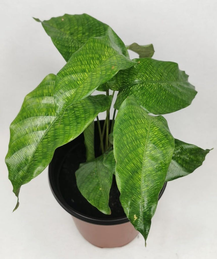calathea live prayer plant Calathea Musaica Network Prayer Plant - Live Plants in 4 Inch Pots