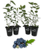 Blueberry Plant - 4 Live Starter Plants - Vaccinium - Edible Fruit Bearing Tree for The Patio and Garden