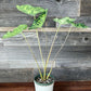 Alocasia - 4 Live Starter Plants in 2 Inch Pots - Alocasia - Florist Quality Air Purifying Indoor Plant - Nature&