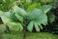 Licuala Peltata Fan Palm - Live Plant in a 3 Gallon Growers Pot - Licuala Peltata - Extremely Rare Ornamental Palms of Florida