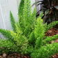 Fox Tail Fern Plant - Live Plants in 4 Inch Pots - Asparagus Densiflorus - Beautiful Indoor Air Purifying Fern Easy Care