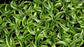 Lemon Surprise Dracaena - Live Plant in an 8 Inch Pot - Dracaena Deremensis &