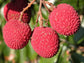 Brewster Lychee Tree - Live Tree in a 3 Gallon Pot - Litchi Chinensis &