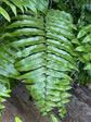 Macho Fern - Live Plants in 4 Inch Pots - Nephrolepsis Biserrta &