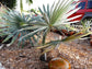 Thatch Palm &