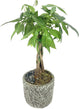 Bonsai Tropical Leaf Planter - 3 Live Plants in 5 Inch Decorative Pots - Plant Variety is Grower&