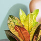 Croton Iceton - Live Plant in a 3 Gallon Pot -Codiaeum Variegatum &