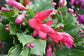 Christmas Cactus - Live Plants in 4 Inch Pots - Schlumbergera Bridgesii - Beautiful Indoor Tropical Succulent