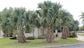 Puerto Rican Hat Palm - Live Plants in 4 Inch Growers Pots - Sabal Causiarum - Rare Ornamental Palms of Florida