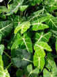 Alocasia - 4 Live Starter Plants in 2 Inch Pots - Alocasia - Florist Quality Air Purifying Indoor Plant - Nature&