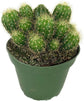 Artisan Grown Cactus Collection – 5 Live Cacti Plants in 4 Inch Pots – Growers Choice - Hand-Picked for Beauty – Perfect Plant Assortment for Indoors or Outdoors