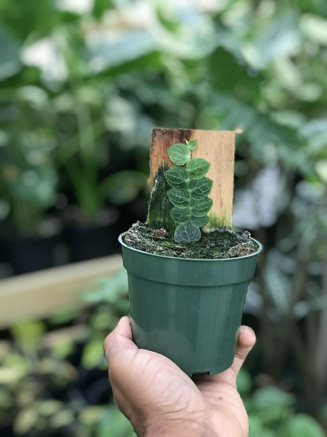 Rhaphidophora Cryptantha Shingle Plant - Live Plant in a 4 Inch Pot ...