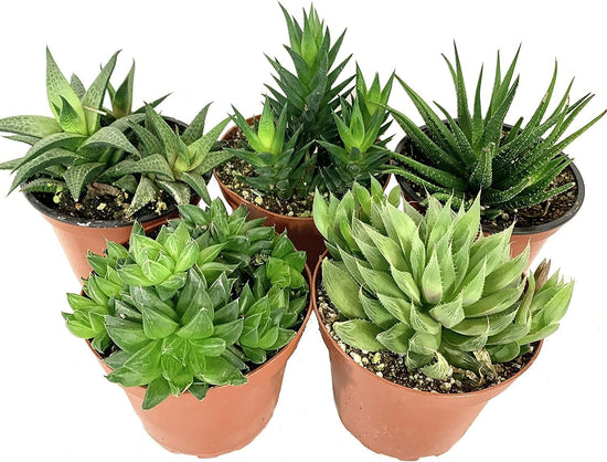 Artisan Grown Haworthia Succulent Collection – 5 Live Haworthia Plants in 4 Inch Pots – Growers Choice - Hand-Picked for Beauty – Perfect Plant Assortment for Indoors or Outdoors