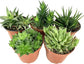 Artisan Grown Haworthia Succulent Collection – 5 Live Haworthia Plants in 4 Inch Pots – Growers Choice - Hand-Picked for Beauty – Perfect Plant Assortment for Indoors or Outdoors