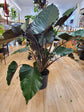 Alocasia - 4 Live Starter Plants in 2 Inch Pots - Alocasia - Florist Quality Air Purifying Indoor Plant - Nature&