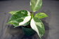 Enchanting White Princess Philodendron - Live Starter Plant in a 4 Inch Pot - Philodendron Erubescens White Princess - Extremely Rare and Beautiful Indoor Houseplant