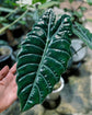 Alocasia - 4 Live Starter Plants in 2 Inch Pots - Alocasia - Florist Quality Air Purifying Indoor Plant - Nature&