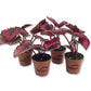 Red Kiss Begonia - Live Starters in 2 Inch Pots - Begonia Rex &