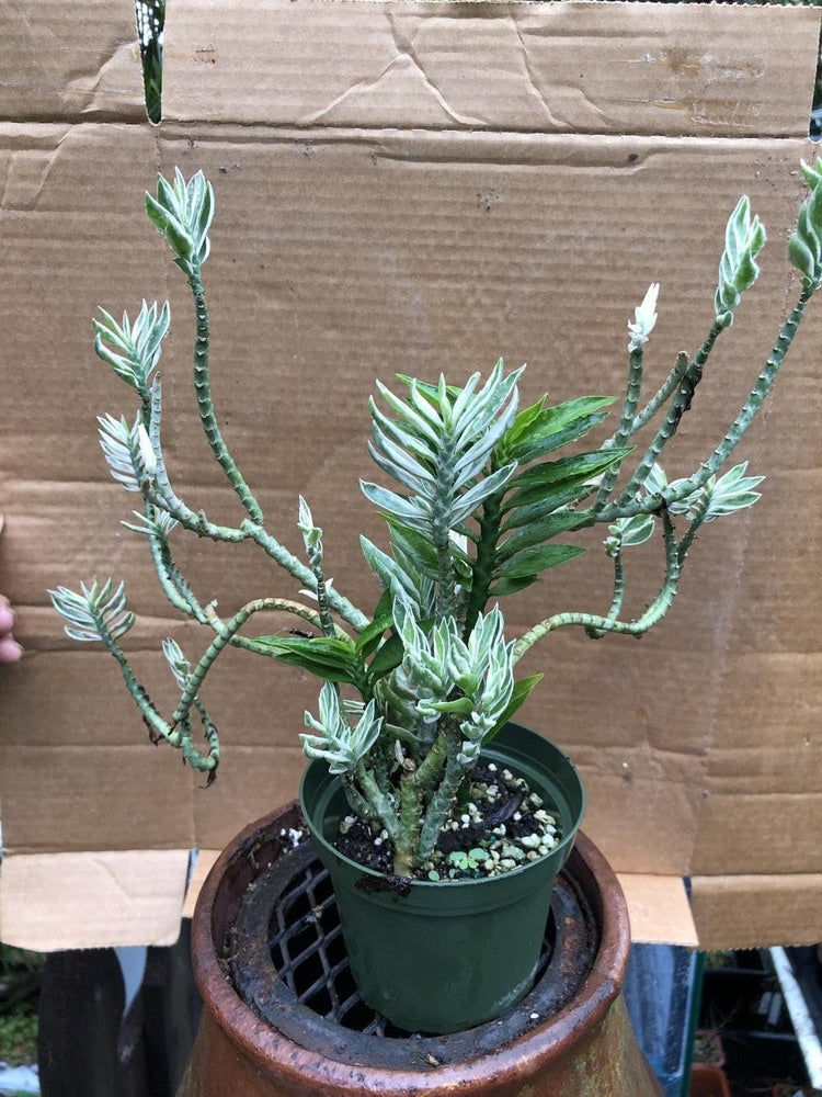 is devil's backbone an indoor plant Variegated Devil's Backbone - Live Starter Plants in 2 Inch Pots