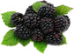 Blackberry Variety Pack - 4 Live Starter Plants - Rubus - Four Live Starter Plants for Your Edible Garden