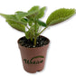 Friendship Plants - Live Starter Plants in 2 Inch Pots - Baby Pilea - Beautiful Textured Indoor Houseplant