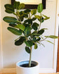 Ficus Audrey Standard - Live Plant in a 10 Inch Pot - Ficus Benghalensis - Beautiful Ornamental Interior Tree