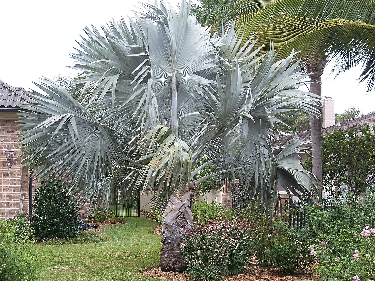 silver palm plant Silver Bismarck Palm - Live Plant in a 5 Gallon Growers Pot