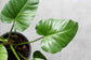 Philodendron - Live Starter Plant - Rare and Elegant Indoor Houseplant