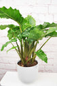 Alocasia - 4 Live Starter Plants in 2 Inch Pots - Alocasia - Florist Quality Air Purifying Indoor Plant - Nature&