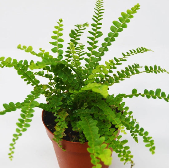 Lemon Button Fern - Live Starter Plants in 2 Inch Pots - Nephrolepis Cordifolia &