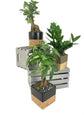 Bonsai Cork Planter - Live Plants in 5 Inch Decorative Pots - Plant Variety is Grower&