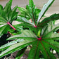 South Sea Salad Tree - 4 Live Starter Plants - Abelmoschus Manihot - Edible Tree for The Patio and Garden