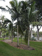 Tindea Palm - Live Plants in 4 Inch Growers Pots - Kentiopsis Oliviformis - Extremely Rare Ornamental Palms of Florida